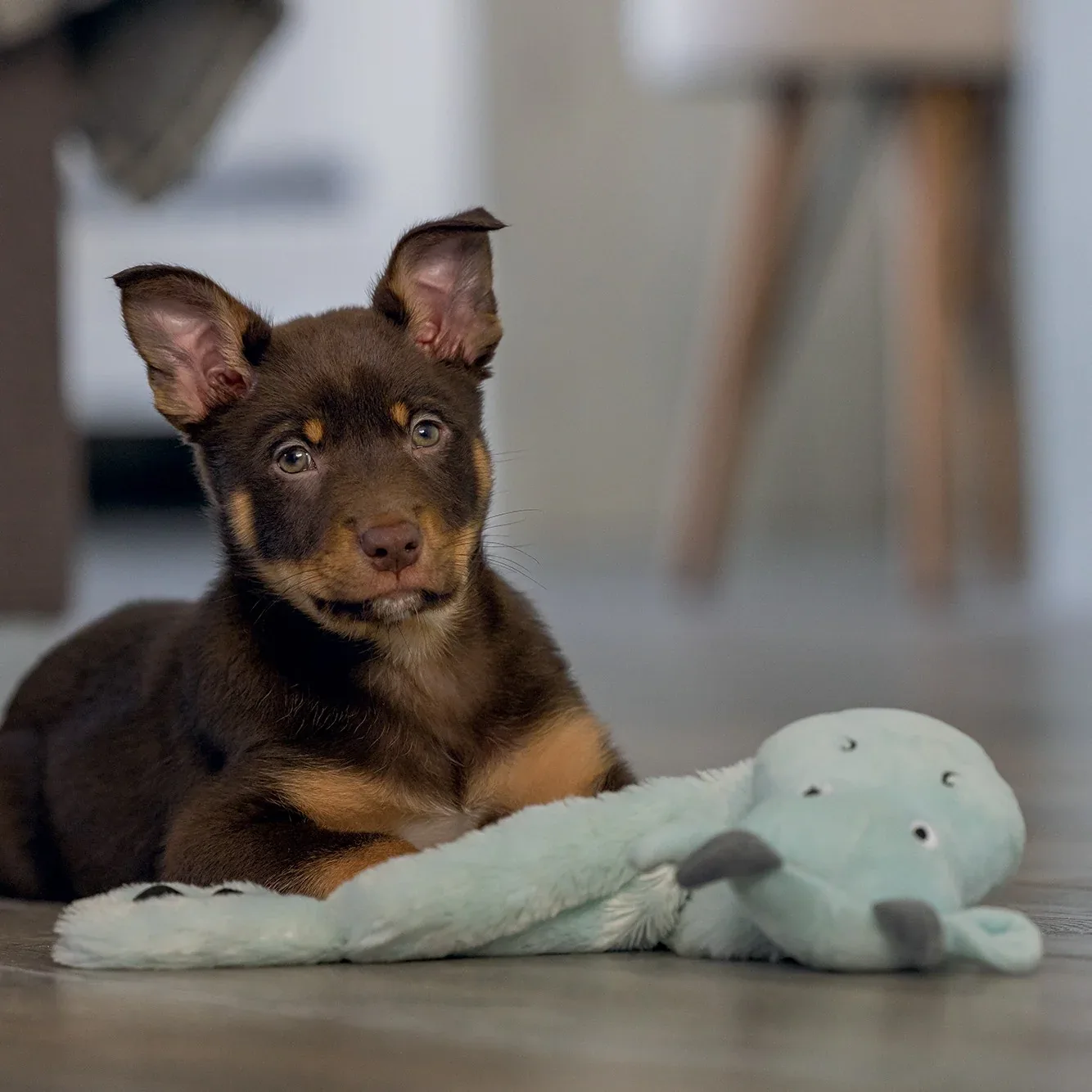 Peluche Dragon chiot - Image 2