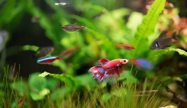 Plantes d’aquarium : combien en faut