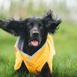 Pomppa Kevyt manteau imperméable pour chien Curry