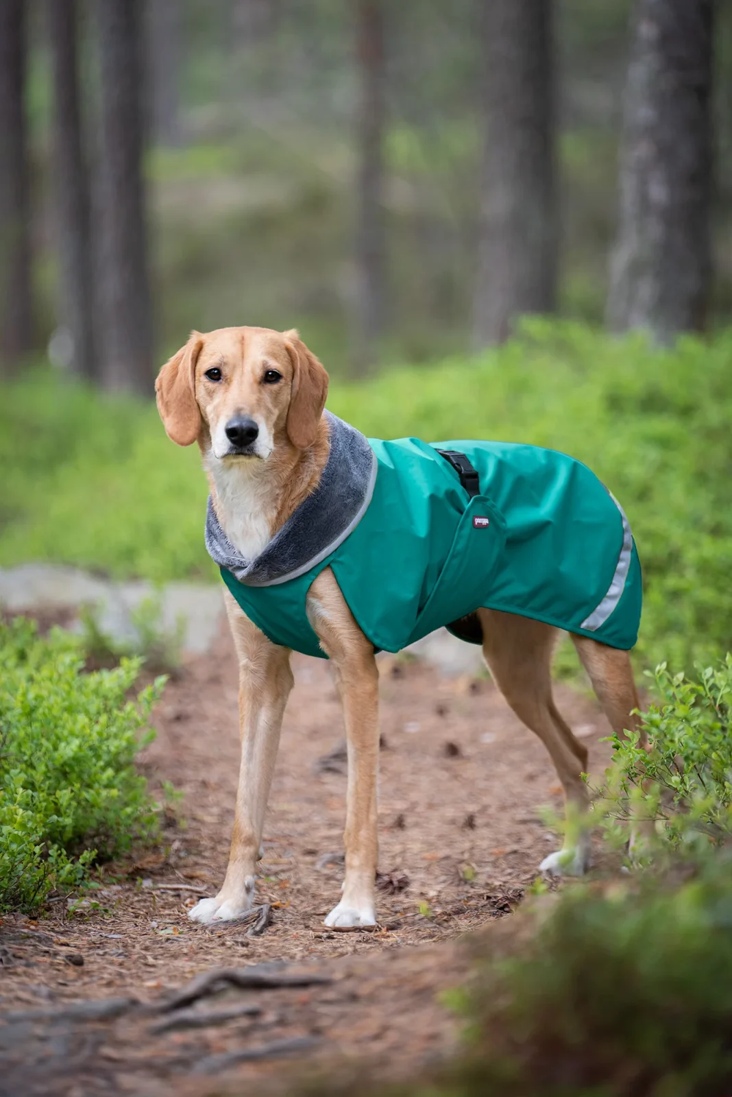 Pomppa Kevyt manteau imperméable pour chien Forest