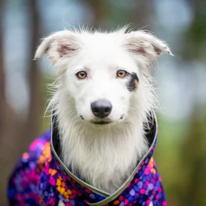 Pomppa Sade manteau imperméable pour chien Cosmos