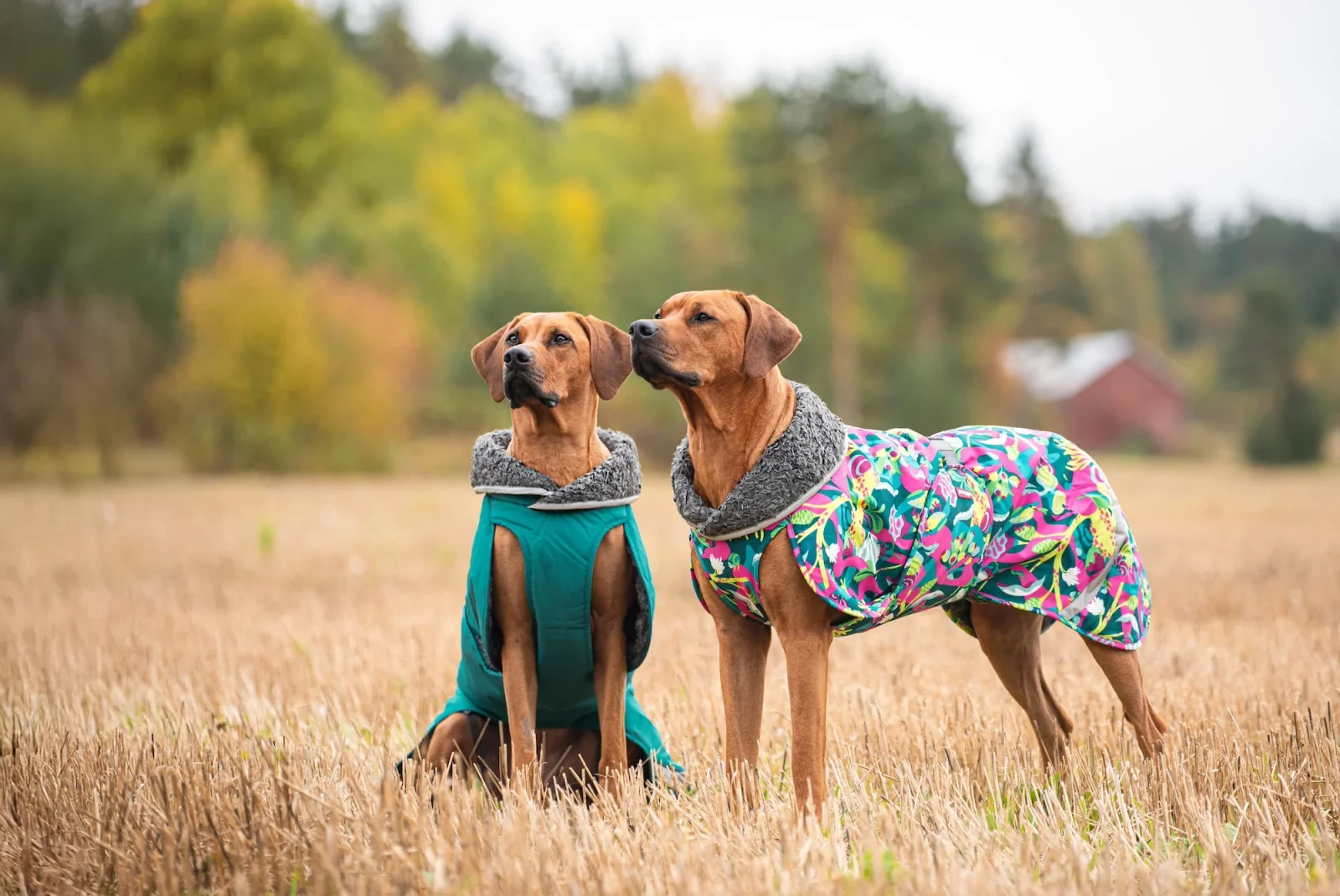 Pomppa Toppa Kartta manteau imperméable doublé chien - Image 2