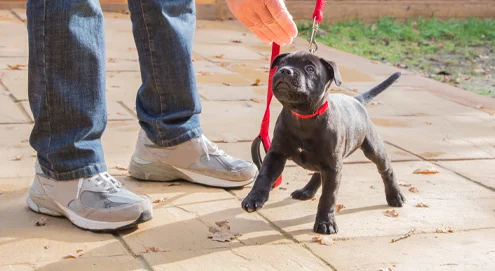 Pour bien socialiser votre chiot, retrouvez dans cet article tout ce que vous devez savoir sur le développement et la socialisation d'un chiot.
