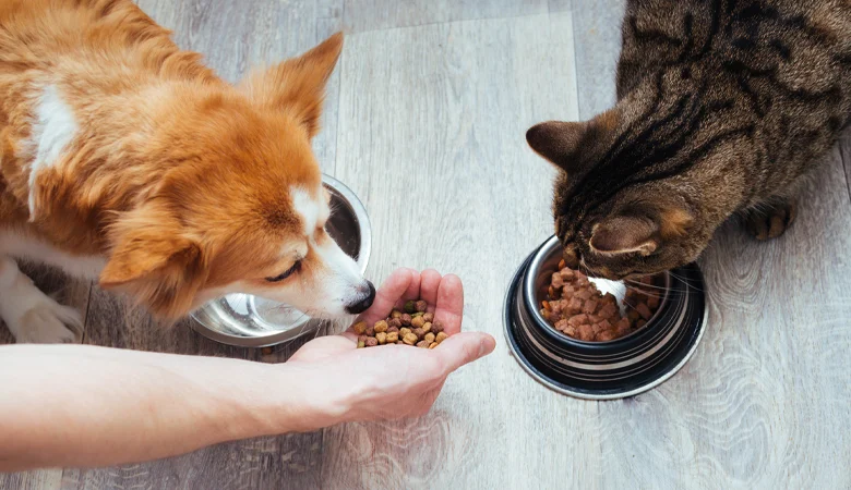 Pourquoi les croquettes pour chien ne conviennent pas à votre chat