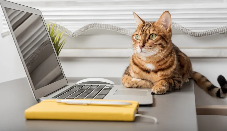 Prévenir l’ennui de vos animaux de compagnie pendant les heures de travail