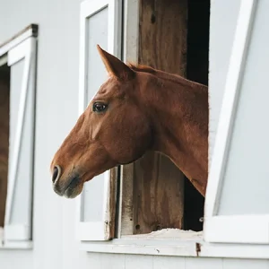 Problèmes de comportement fréquents chez les chevaux