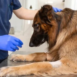 Problèmes de pancréas chez le chien