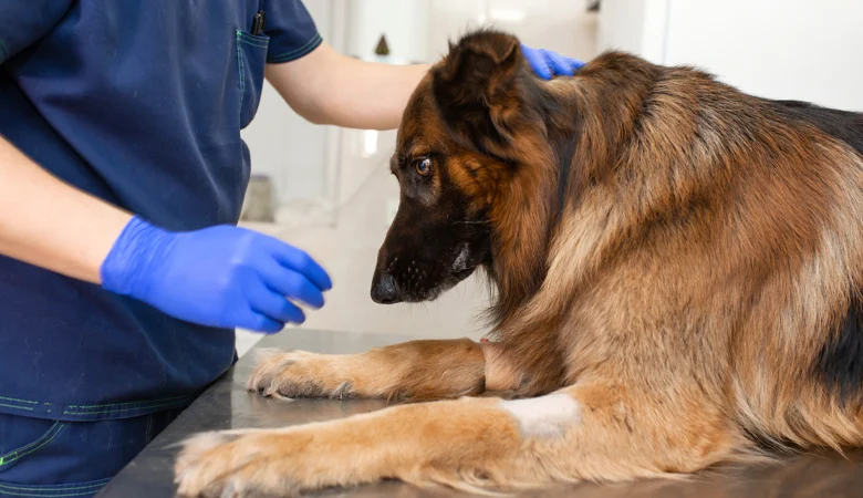 Problèmes de pancréas chez le chien
