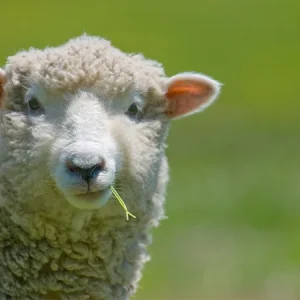Problèmes de santé fréquents chez les moutons