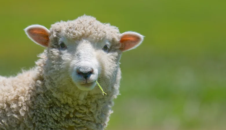 Problèmes de santé fréquents chez les moutons