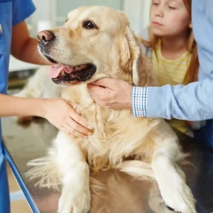 Problèmes respiratoires chez le chien, le chat et le cheval