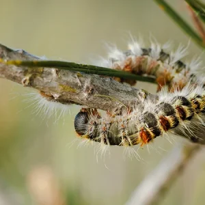 Processionnaire du pin