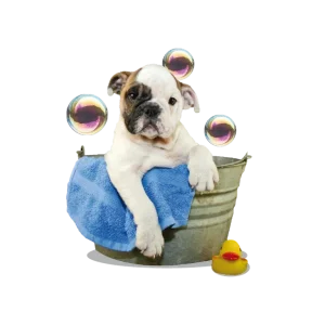 Product Page lilypets
