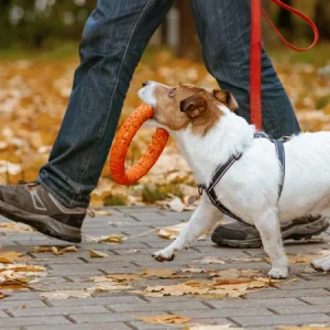 Promener son chien : astuces et conseils pour une balade agréable