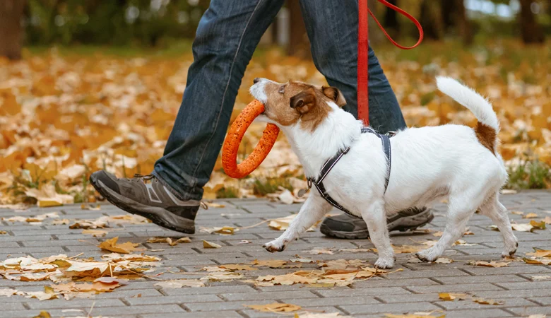 Promener son chien : astuces et conseils pour une balade agréable