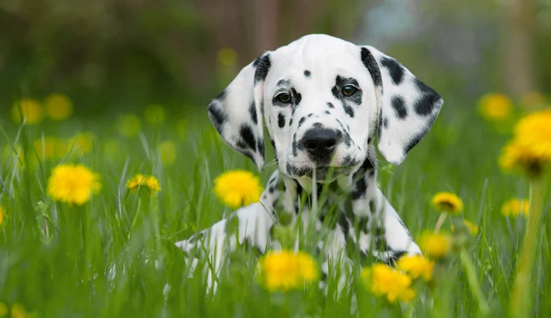 Que dois-je faire si mon chiot vomit ou a la diarrhée ?