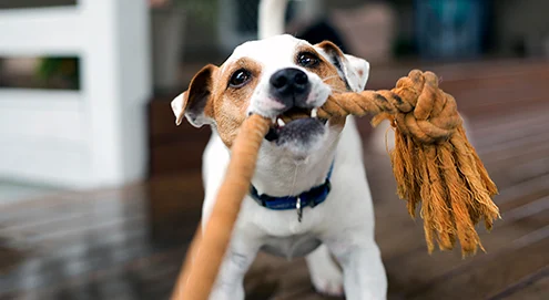 Quel est le meilleur jouet pour les chiens qui détruisent tout ?