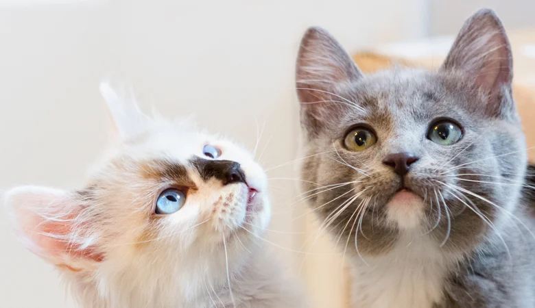 Quelles couleurs de pelage les chats peuvent