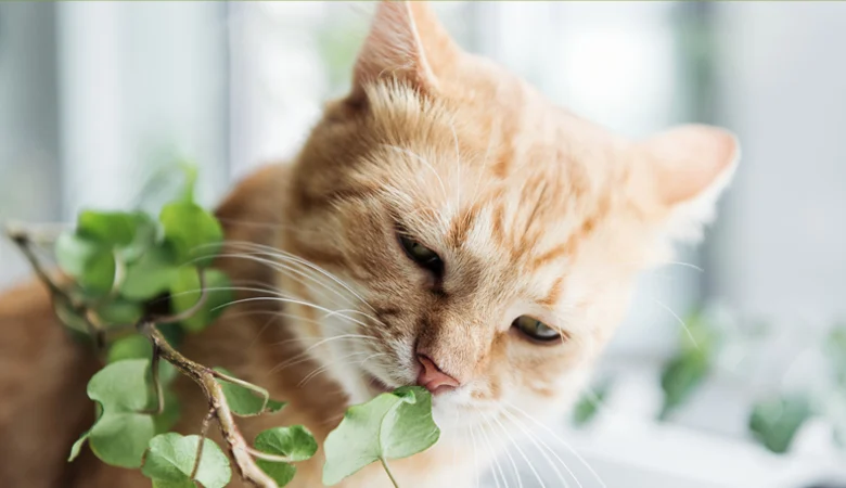 Quelles plantes sont toxiques pour votre chat ?
