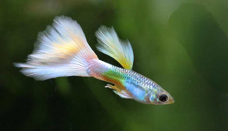 Quels poissons peuvent vivre avec des guppys ?