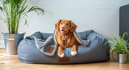 Qu’est-ce qui est mieux pour un chien : un panier ou un coussin?