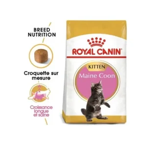 Royal Canin Maine Coon Kitten