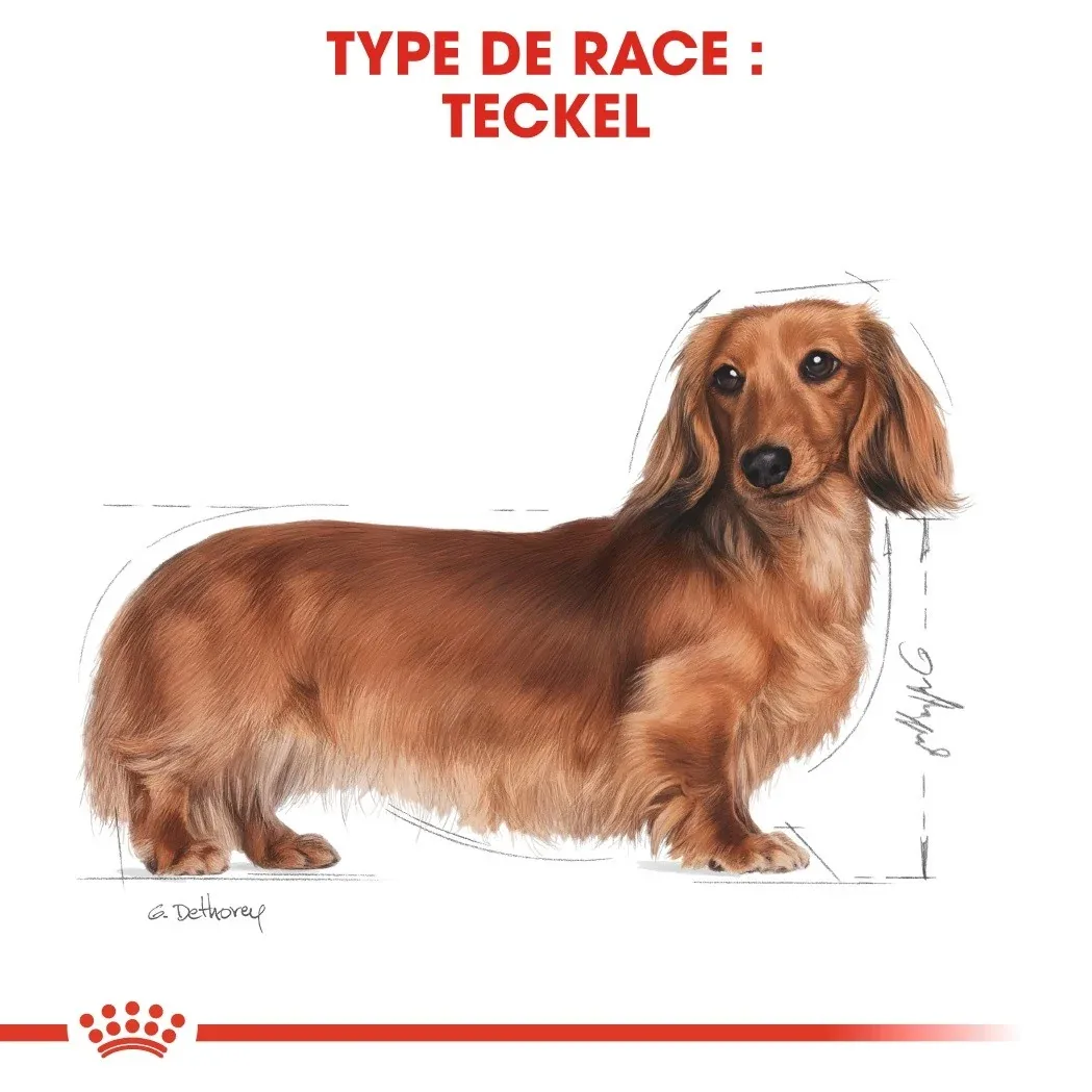 Royal Canin Teckel Adult (Dachshund) - Croquettes pour chien - Image 2