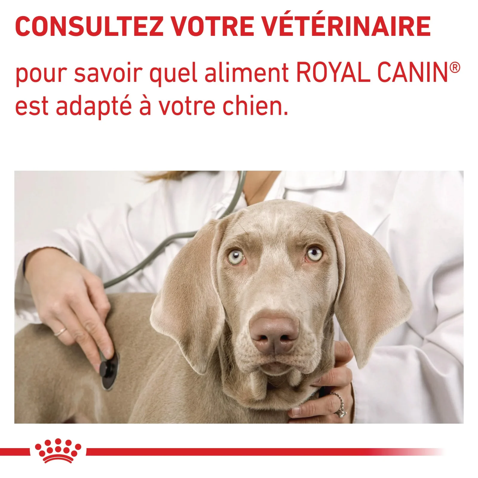 Royal Canin Veterinary Dental Small Dogs - croquettes chien - Image 2