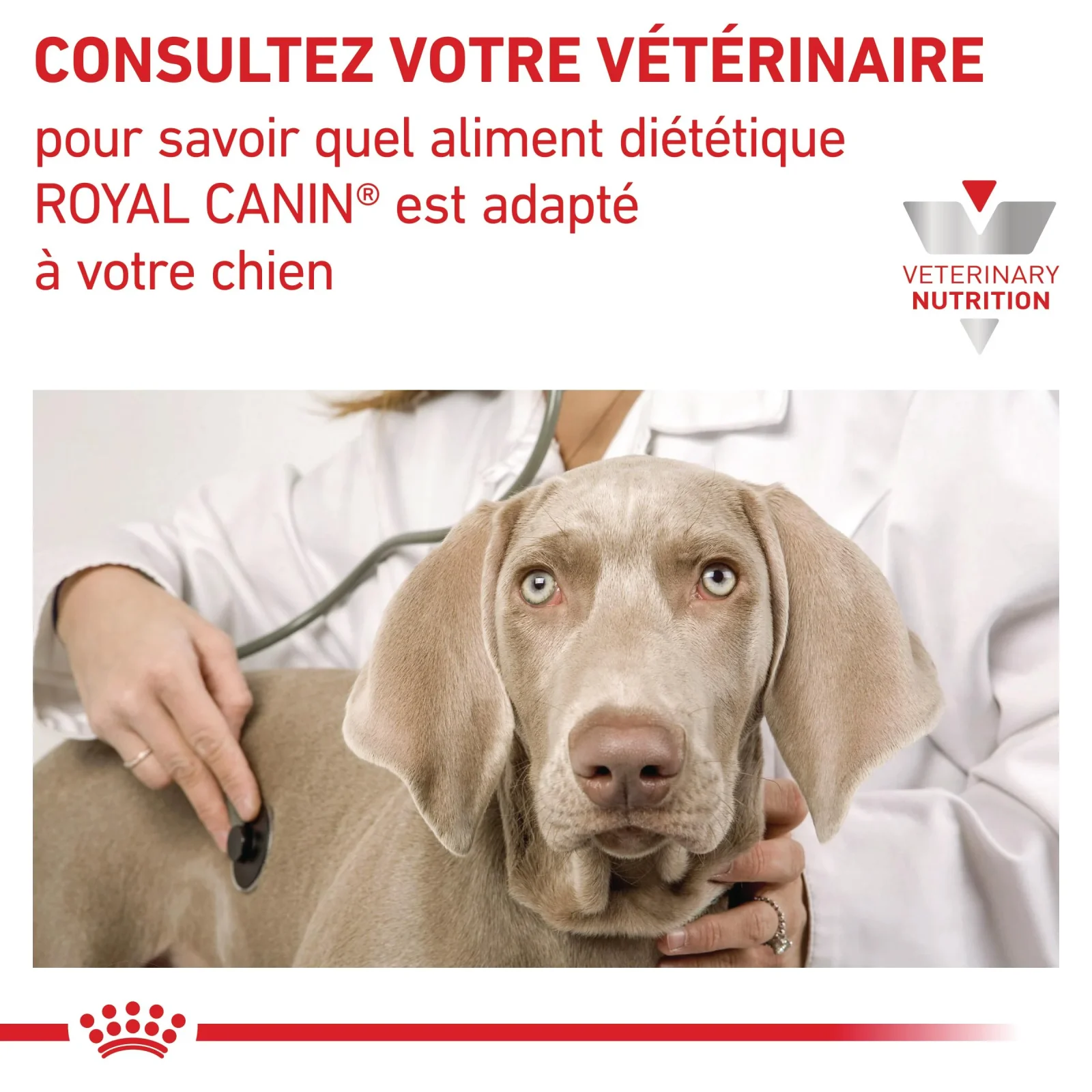 Royal Canin Veterinary Renal Select - Image 2