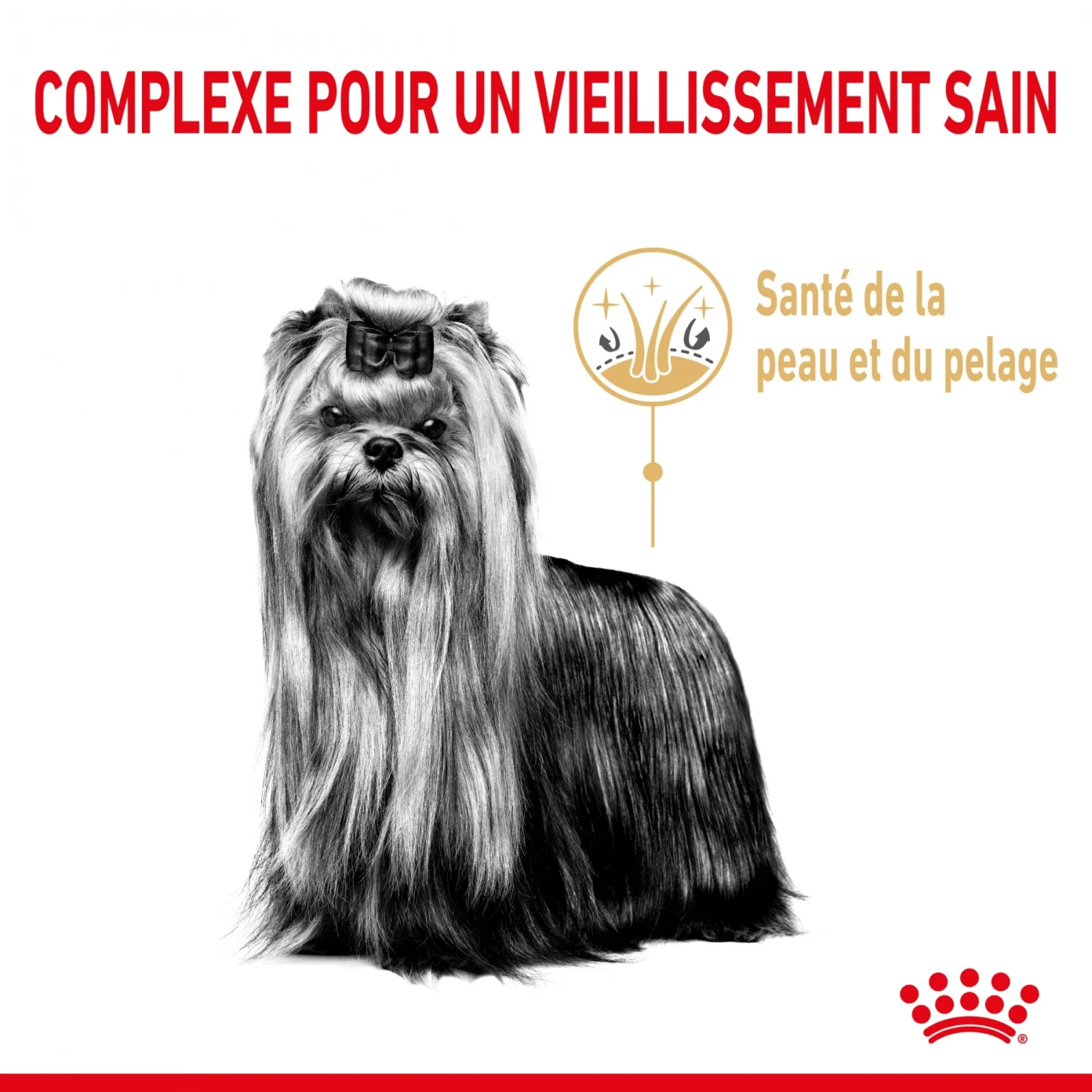Royal Canin Yorkshire Terrier Adult 8+ - croquettes chien - Image 2