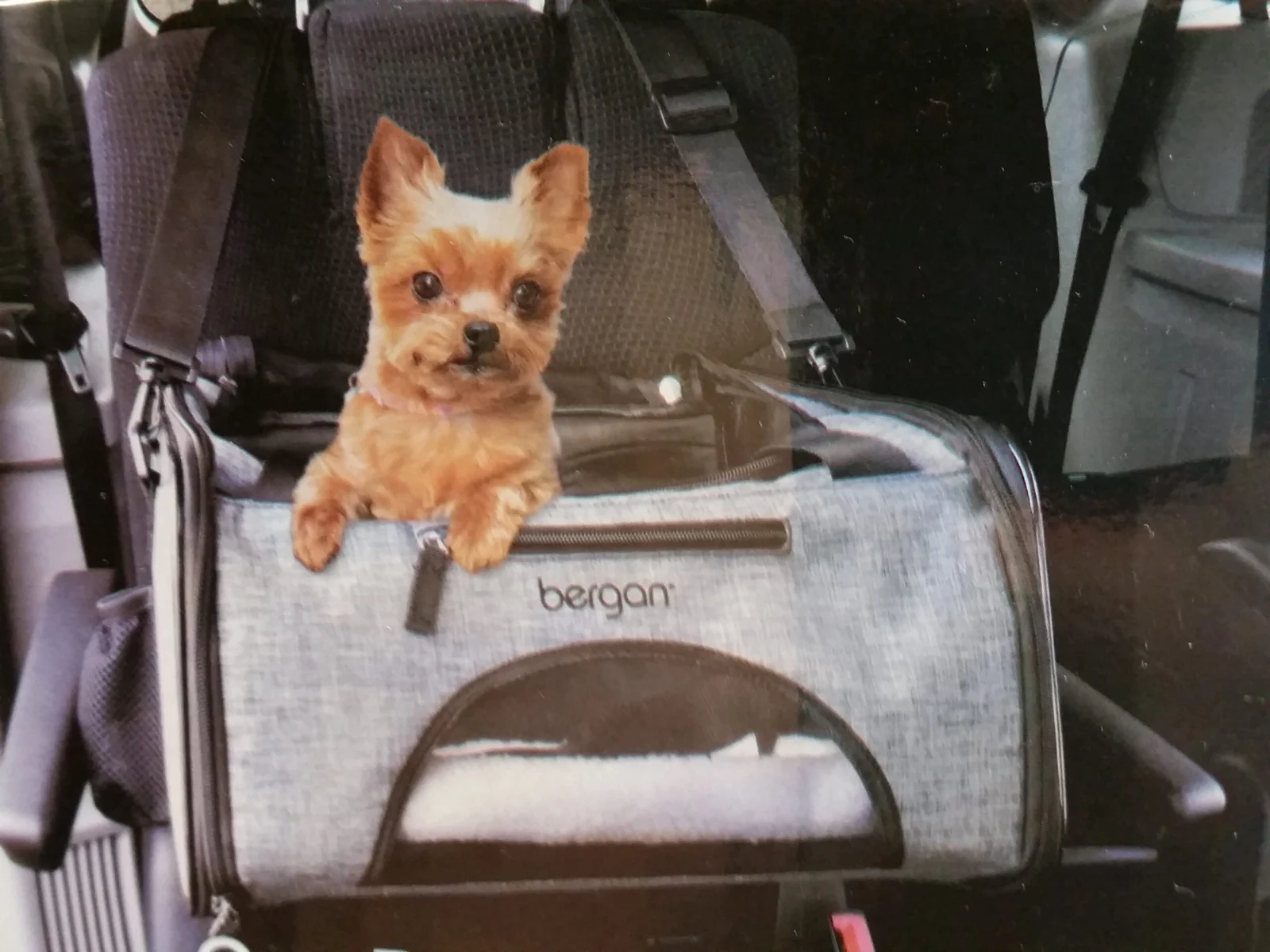Sac de transport et siège d’auto Bergan pour chien et chat - Image 2