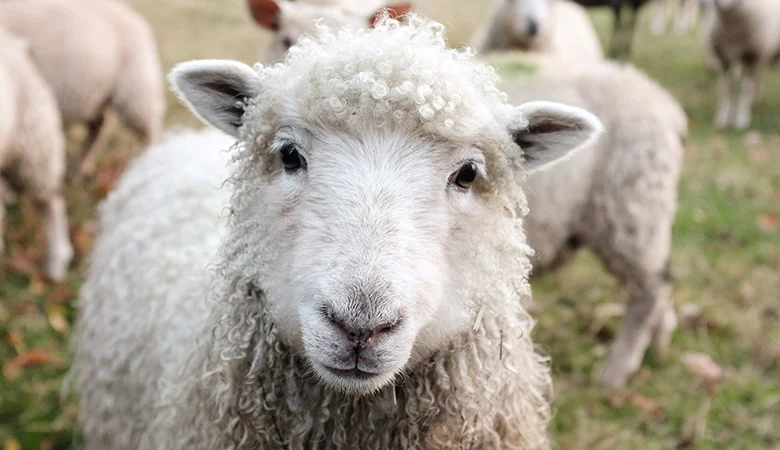 Soin des sabots chez les moutons