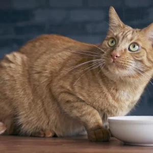 Surpoids chez les chats