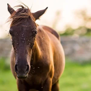 Taons et mouches | Protéger votre cheval