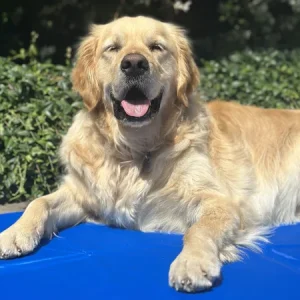 Tapis rafraîchissant pour chiens : tout ce que vous devez savoir