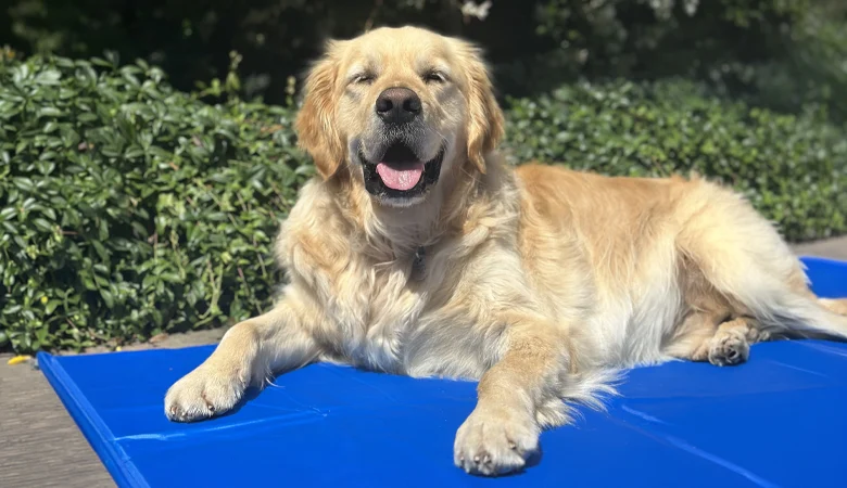 Tapis rafraîchissant pour chiens : tout ce que vous devez savoir