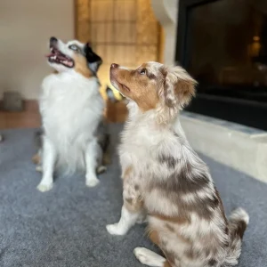 Tapis type Vetbed Petbed chien
