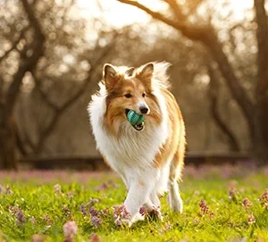 Ténia chez le chien