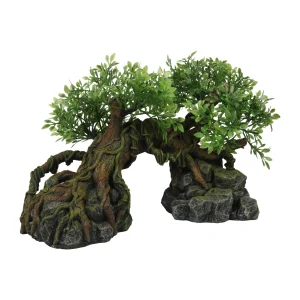 Terra Della Arbre de Jungle