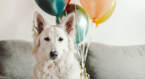 Top 5 des cadeaux pour votre chien à l'occasion de la Journée mondiale des animaux