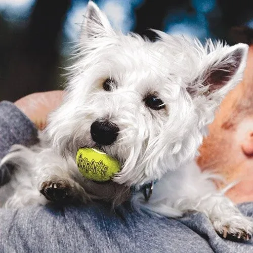 Trio de balles de Tennis SqueakAir Kong chien - Image 2