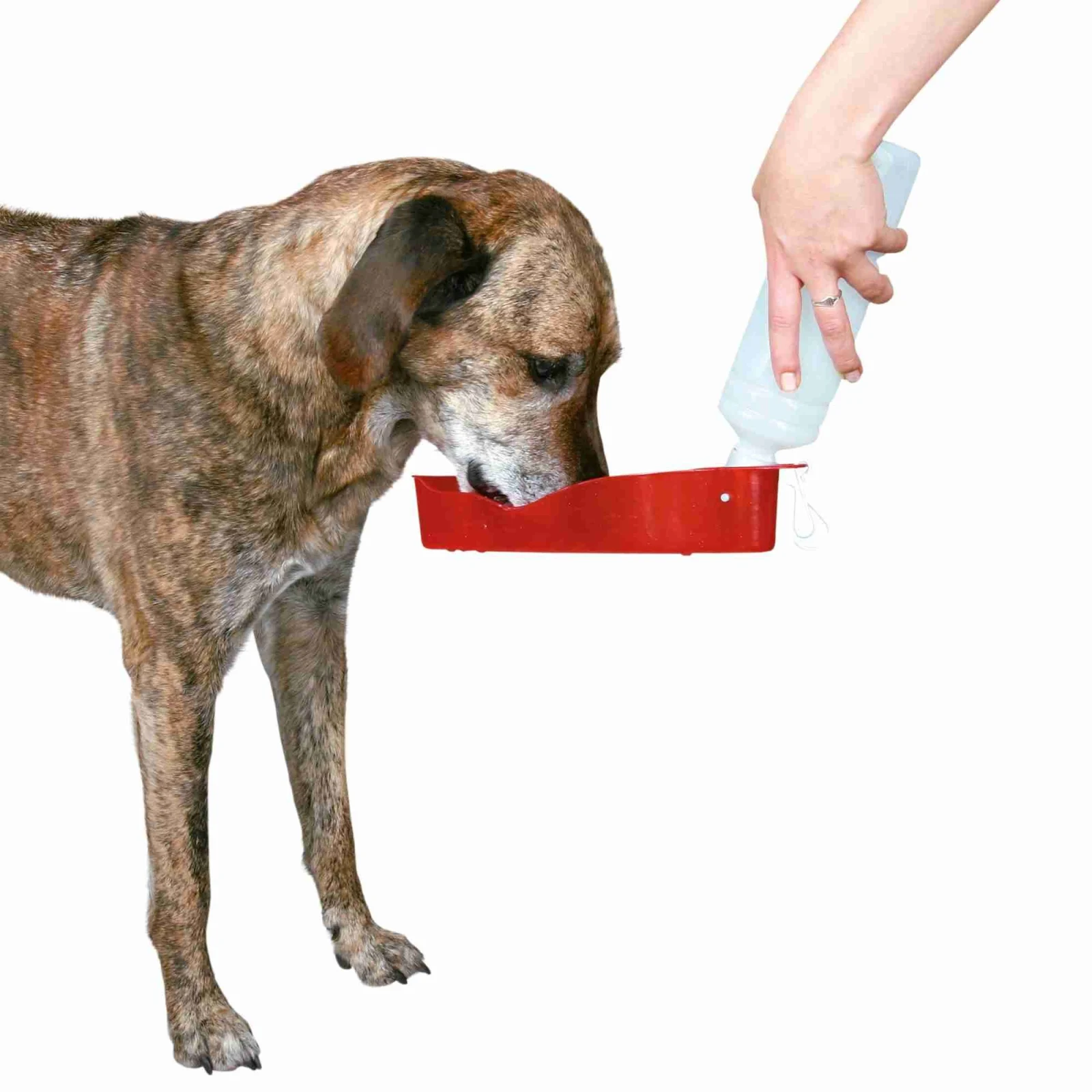 Trixie - Gourde avec Ecuelle pour Chien