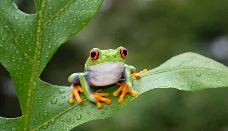 Types d’amphibiens : quels sont les différents amphibiens ?