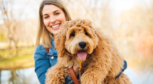 Un collier antiparasitaire pour votre chien ou chat
