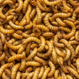 Vers de farine – congelé – IQF – 500 g