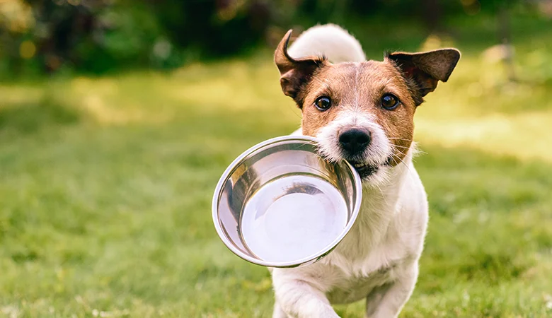 Vous pensez que votre chien a une allergie alimentaire ? Faites une régime d’élimination!