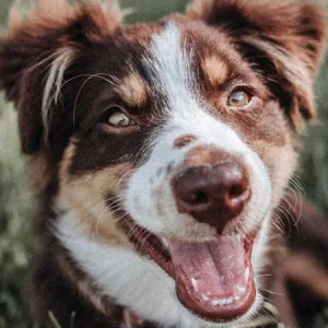 Yeux enflammés chez les chiens