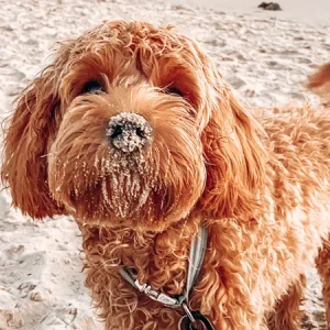 Yeux secs chez le chien : tout savoir sur la KCS (kératoconjonctivite sèche)